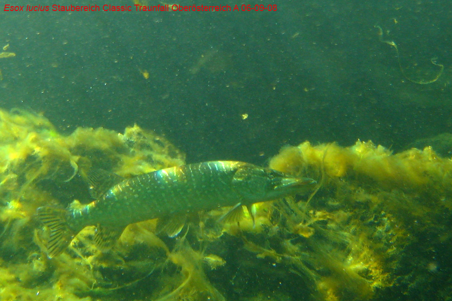 Immersione in fiume austriaco